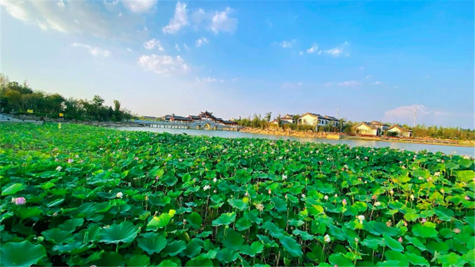 鄉村振興看河南丨商丘睢縣：栽下梧桐樹，引得鳳凰來