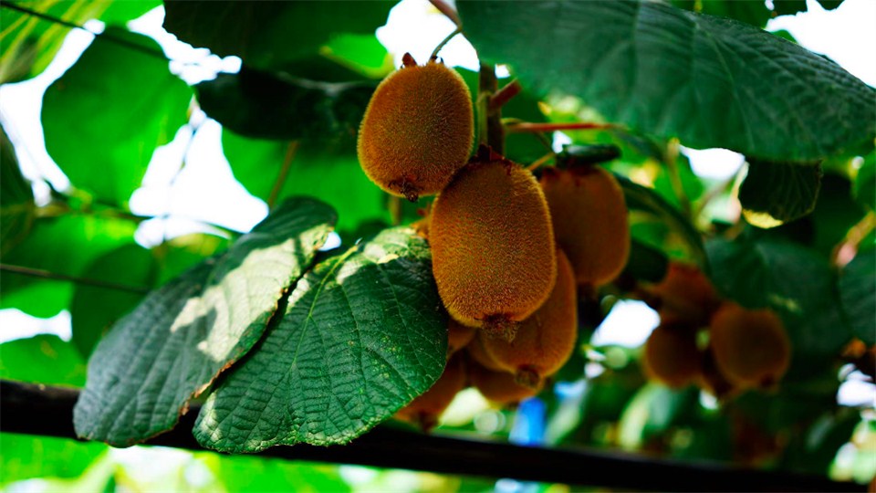 鄉村振興看河南丨鄲城縣王樓村：讓獼猴桃成鄉村振興“幸