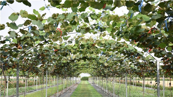 鄉村振興看河南丨“征服”堿性土壤種植獼猴桃 鄲城這