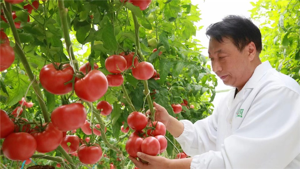 鄉村振興看河南｜讓農民“慧”種田 新鄉把“數字種田”