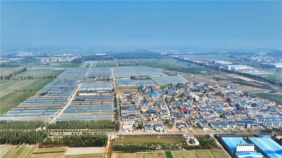 鄉村振興看河南｜小番茄成致富果，“西紅柿首富”鄉村振興