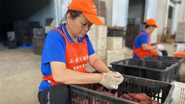 鄉村振興看河南 | 清豐縣：特色產業領跑鄉村振興